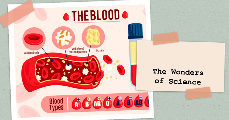 Blood Details: Unveiling the Intricacies of Vital Life Fluid ...